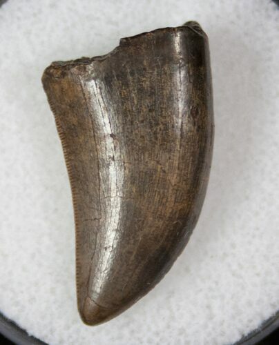 Quality Juvenile T-Rex Tooth - Montana #13262